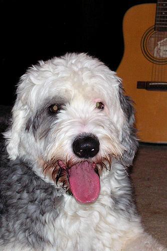 Old English Sheepdog — 3
