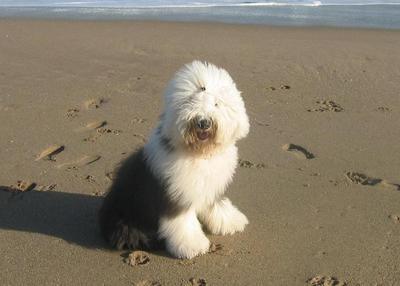 Old English Sheepdog — 4