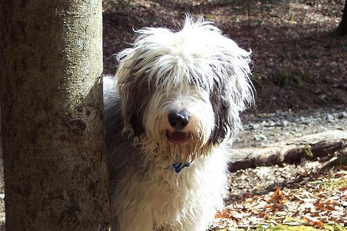 Old English Sheepdog — 5