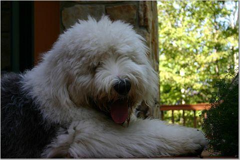 Old English Sheepdog — 6