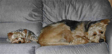 Otterhound — 1
