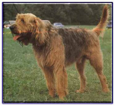 Otterhound — 2