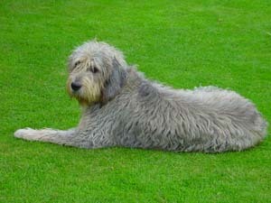 Otterhound — 3