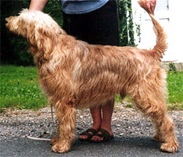 Otterhound — 4