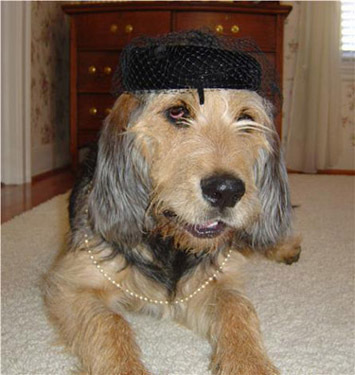 Otterhound — 5