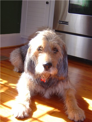 Otterhound — 6