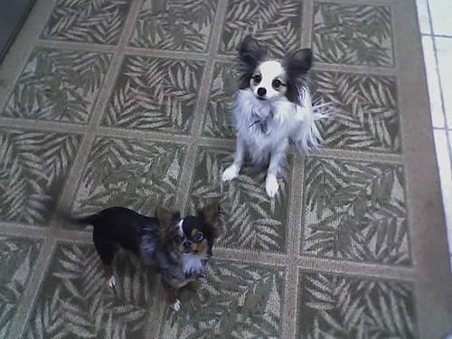 Papillon — 1