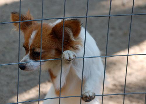 Papillon — 2