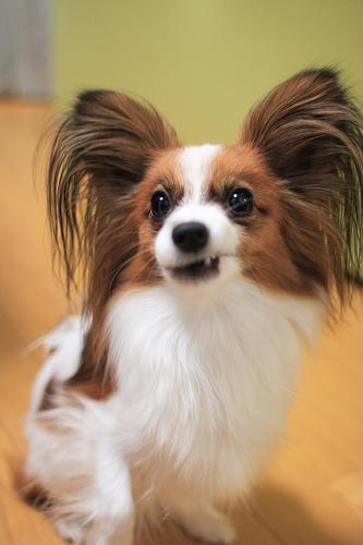 Papillon — 3