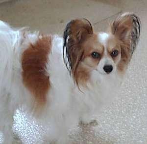 Papillon — 4