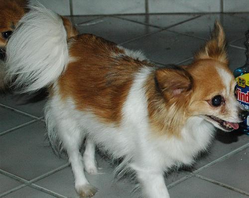 Papillon — 5