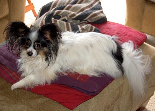 Papillon — 6