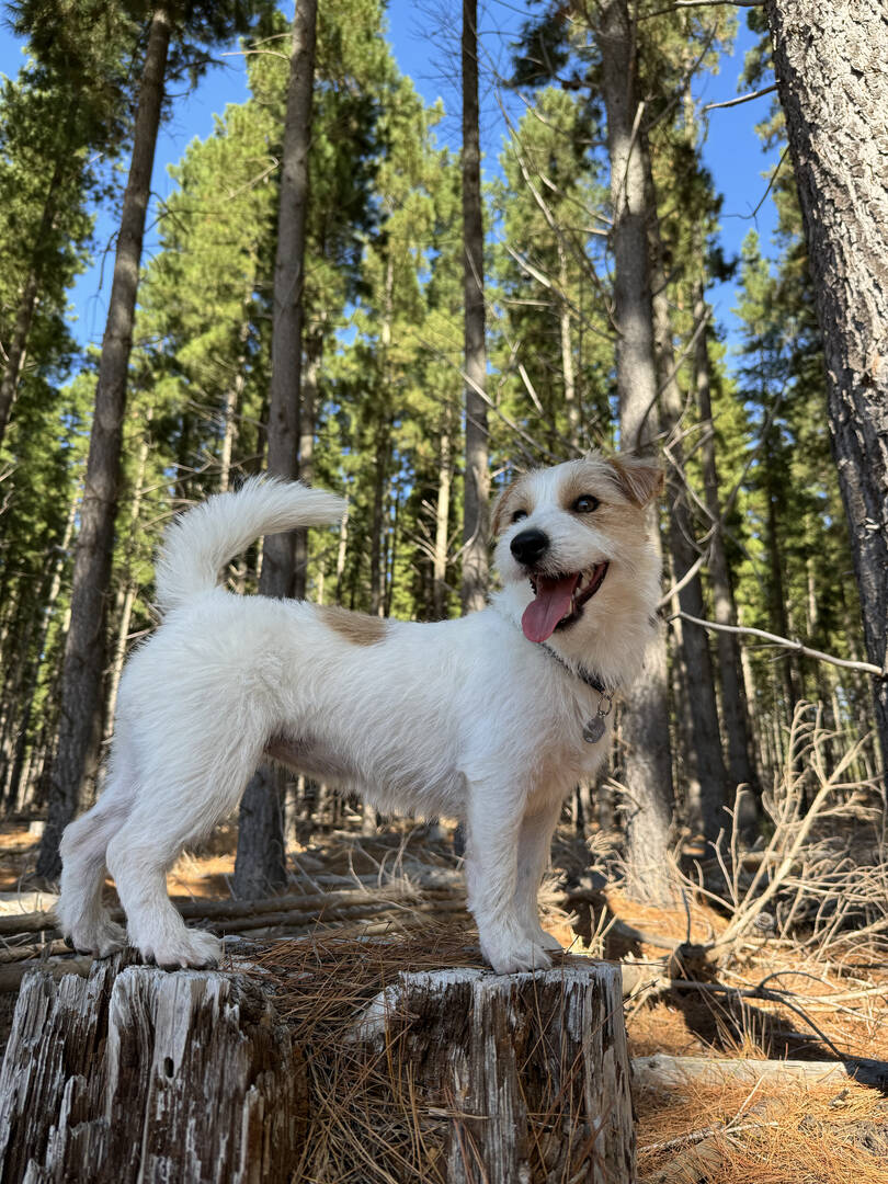Parson Russell Terrier — 2