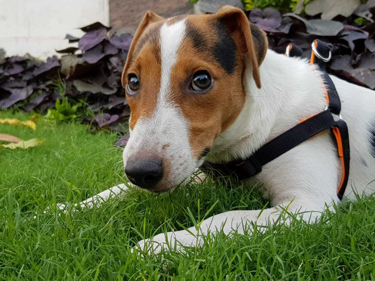 Parson Russell Terrier — 4