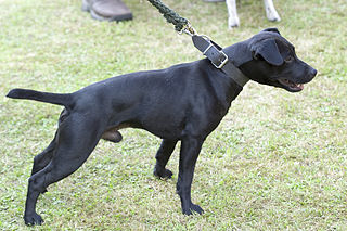 Patterdale Terrier — 1