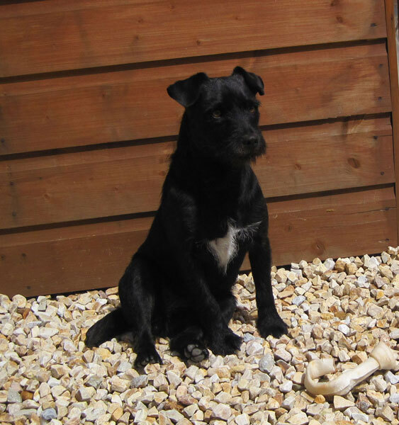Patterdale Terrier — 2