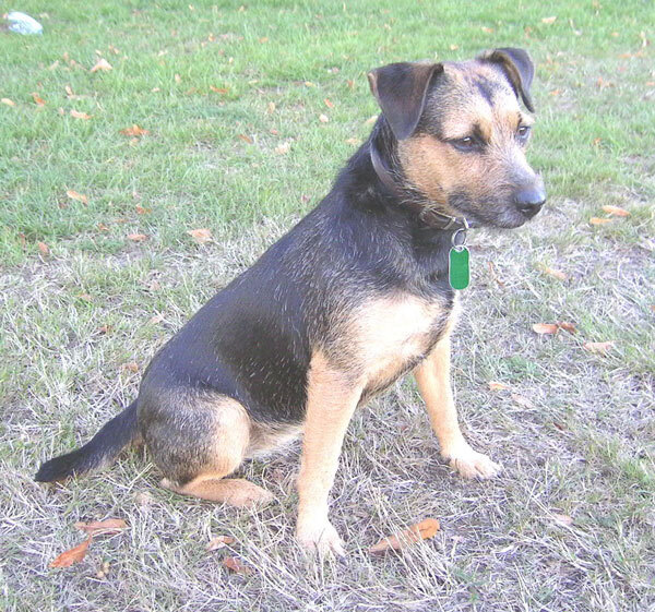 Patterdale Terrier — 3