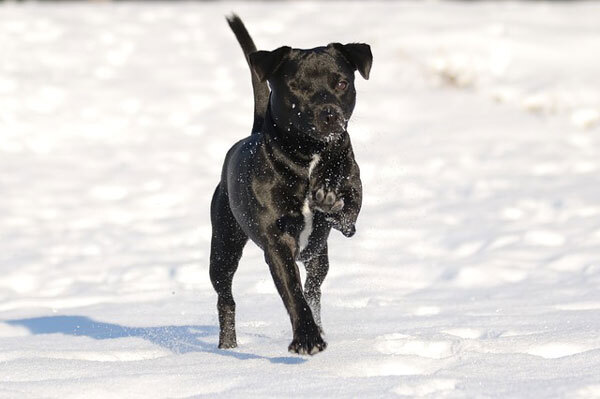 Patterdale Terrier — 4