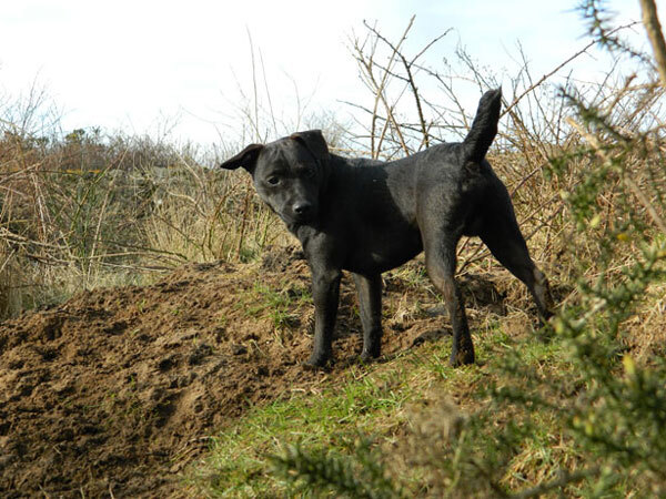 Patterdale Terrier — 5