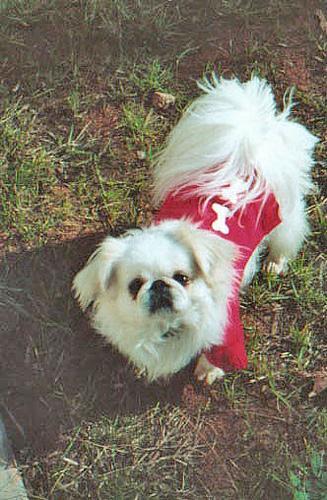 Pekingese — 1