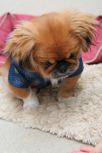 Pekingese — 2