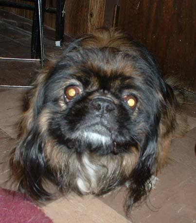 Pekingese — 4