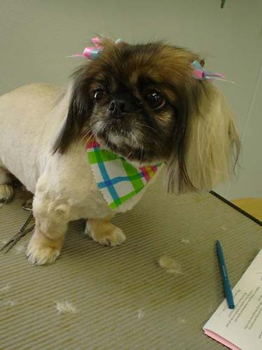 Pekingese — 5