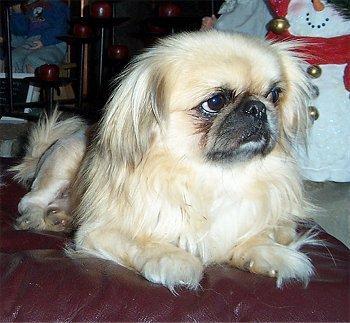 Pekingese — 6