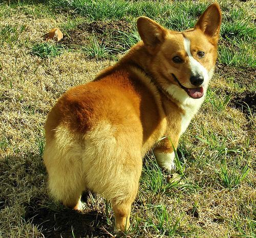 Pembroke Welsh Corgi — 1