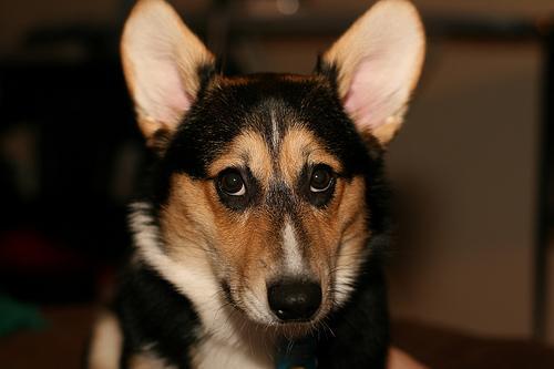 Pembroke Welsh Corgi — 2