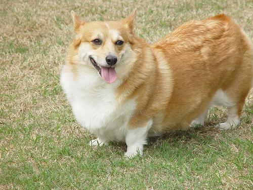 Pembroke Welsh Corgi — 3