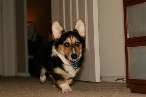 Pembroke Welsh Corgi — 4