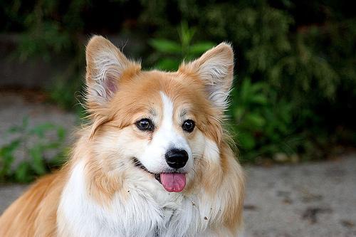 Pembroke Welsh Corgi — 5