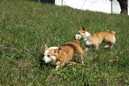 Pembroke Welsh Corgi — 6