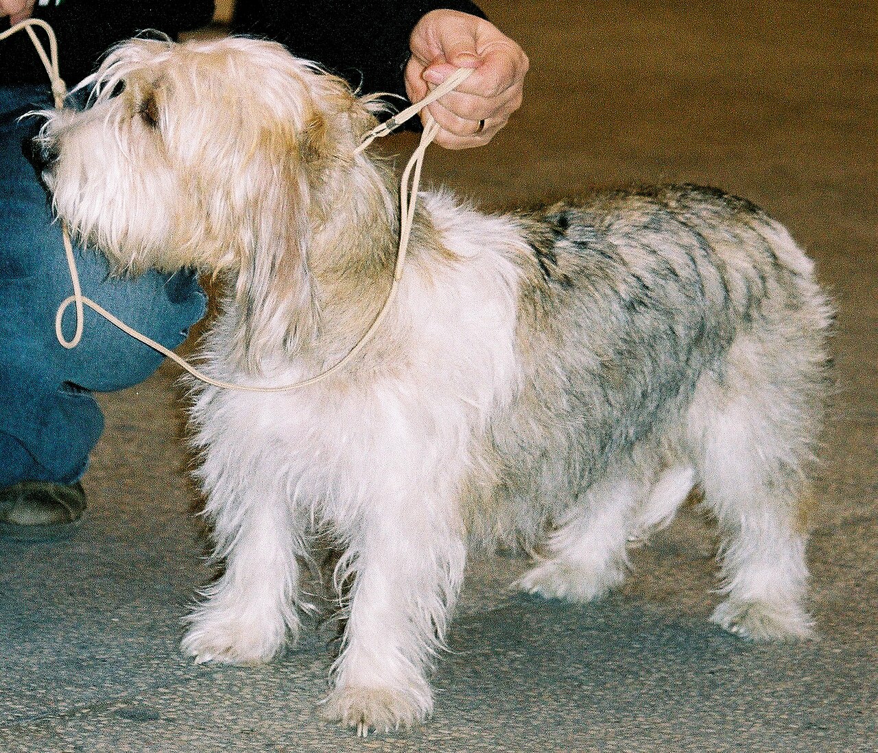 Petit Basset Griffon Vendéen — 1