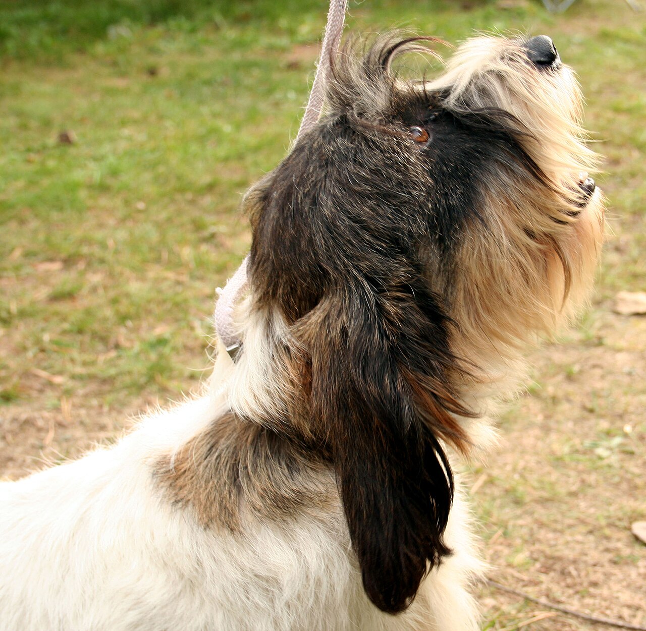Petit Basset Griffon Vendéen — 2