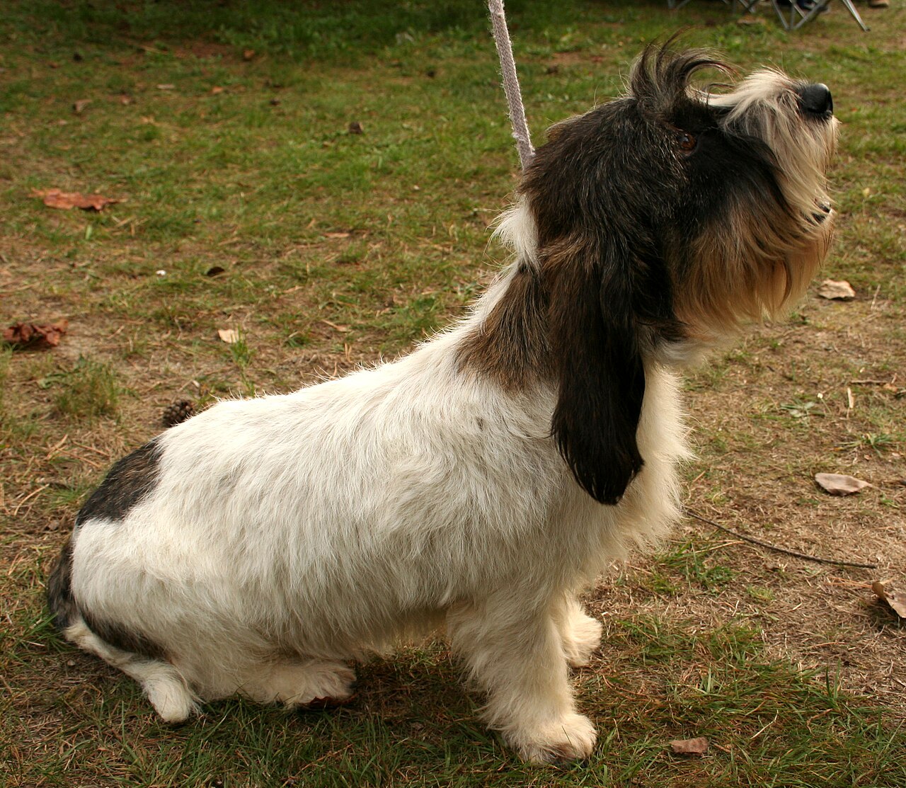 Petit Basset Griffon Vendéen — 3