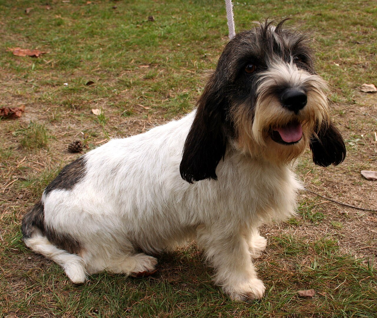 Petit Basset Griffon Vendéen — 4