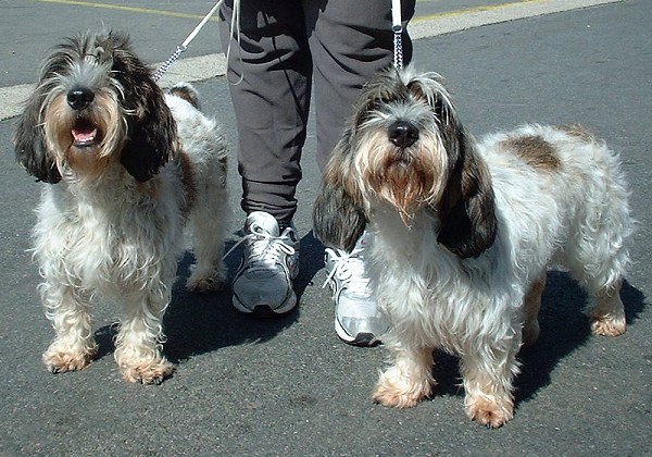 Petit Basset Griffon Vendéen — 5