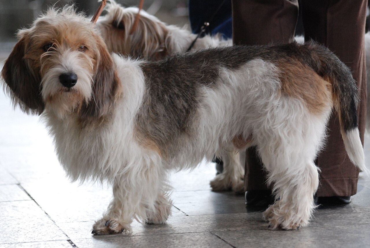 Petit Basset Griffon Vendéen — 6