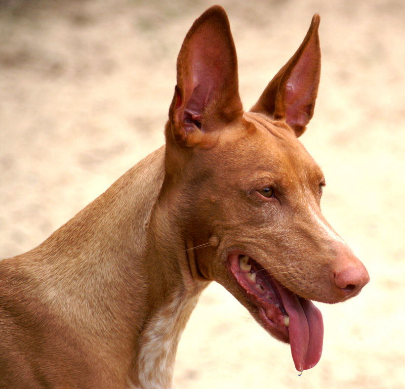 Pharaoh Hound — 1