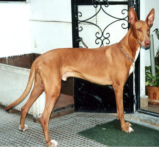 Pharaoh Hound — 2