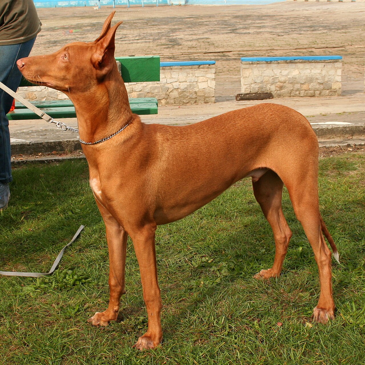 Pharaoh Hound — 3
