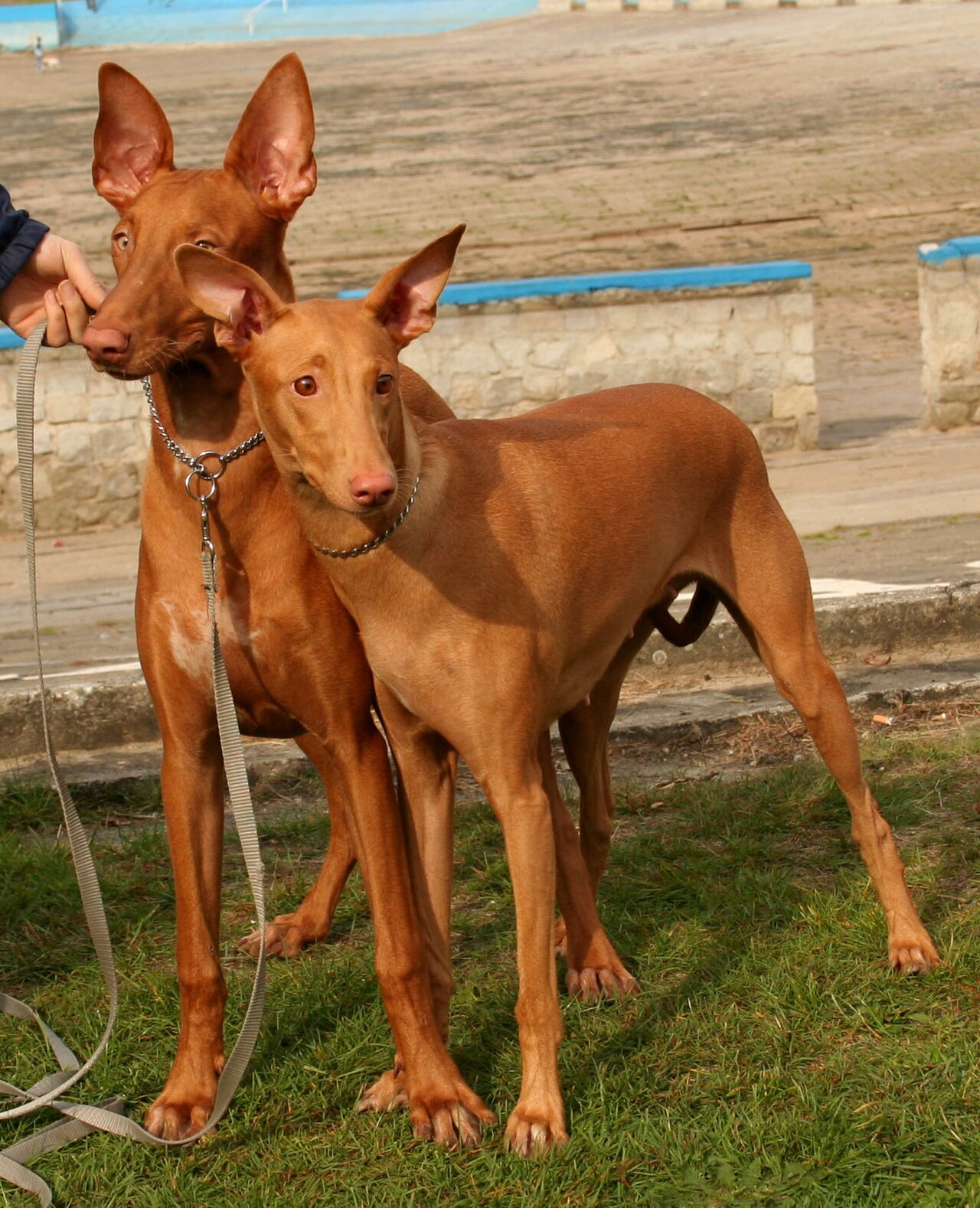 Pharaoh Hound — 4