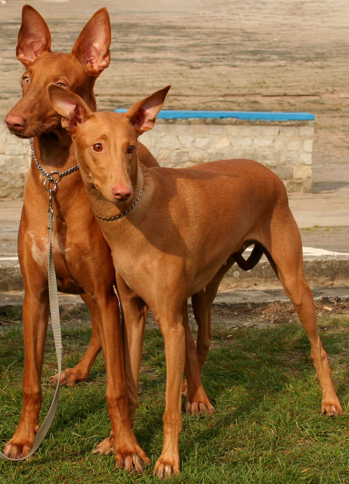 Pharaoh Hound — 5