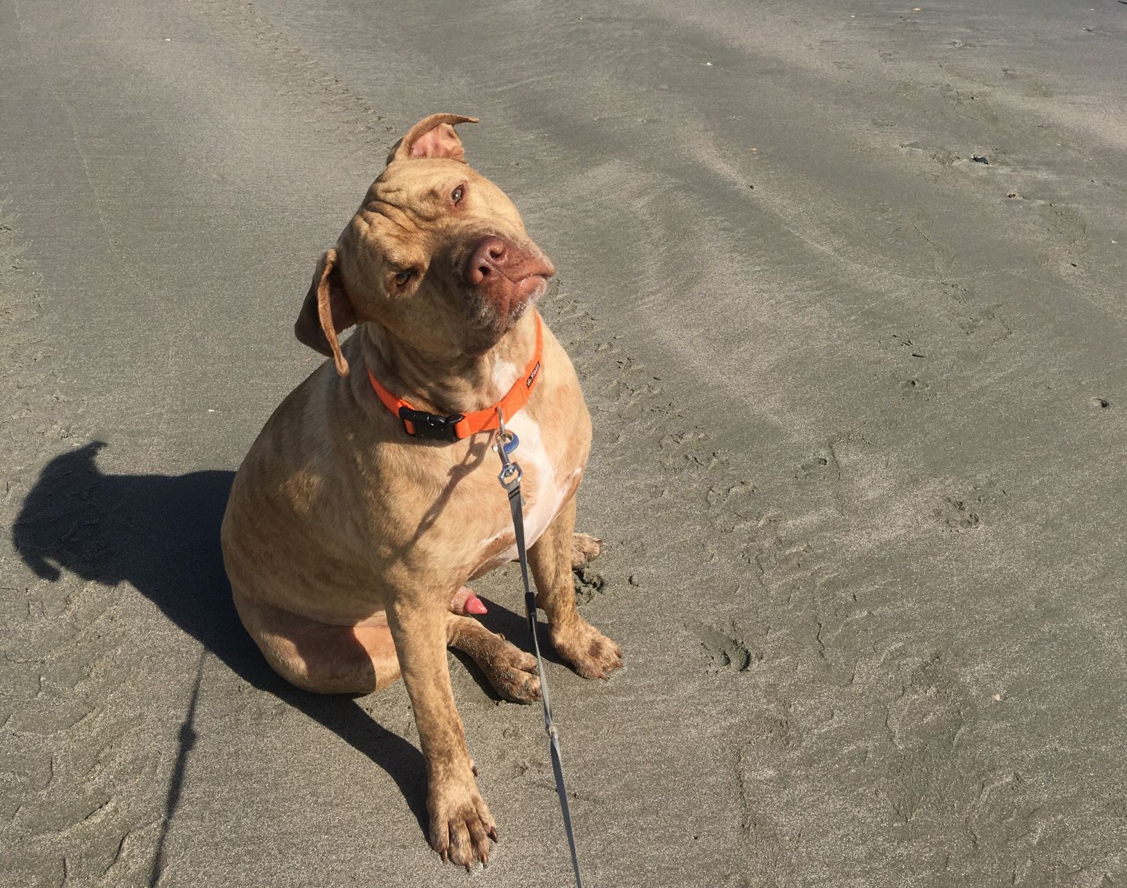 Pit Bull — 1