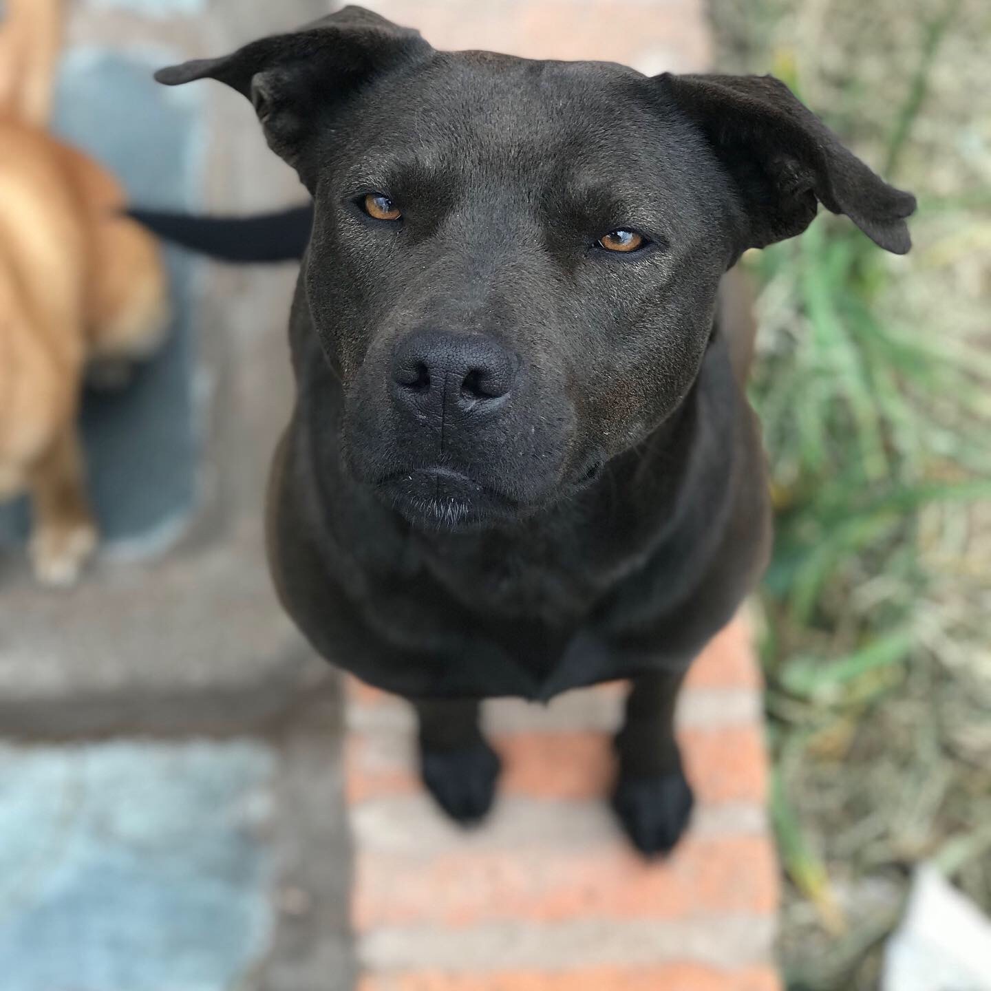 Pit Bull — 2