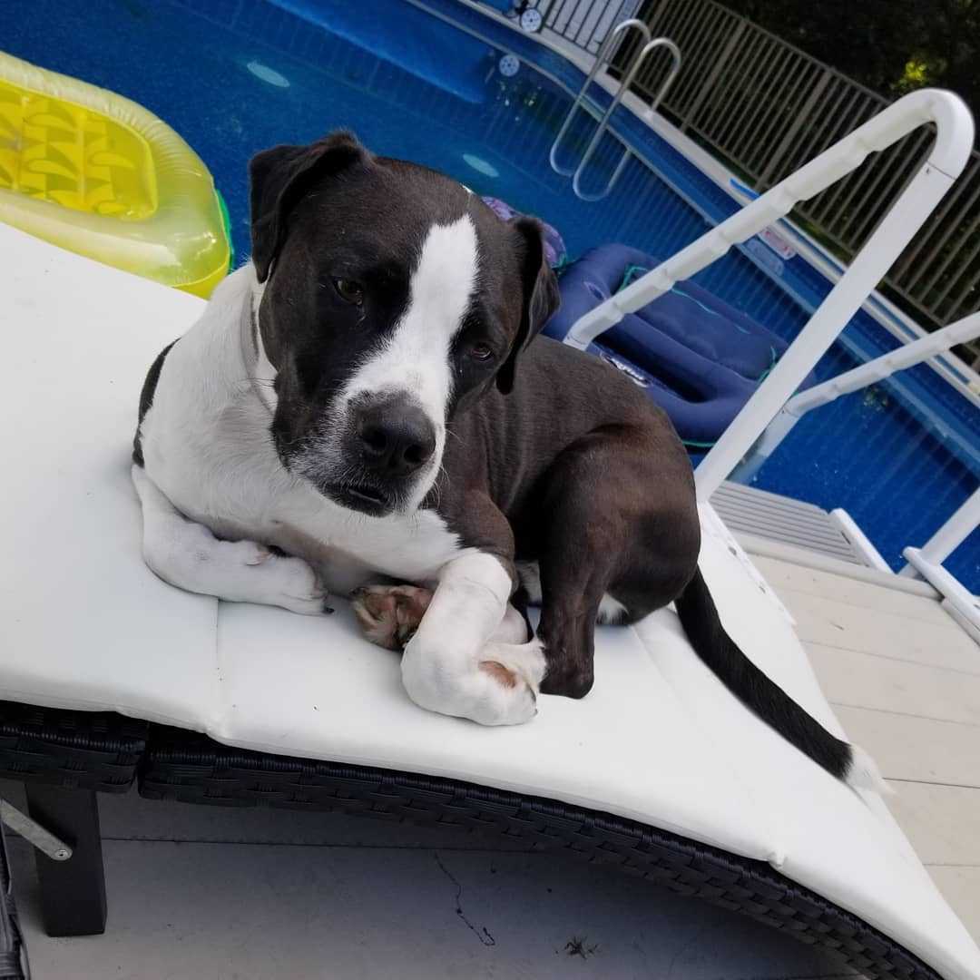 Pit Bull — 3