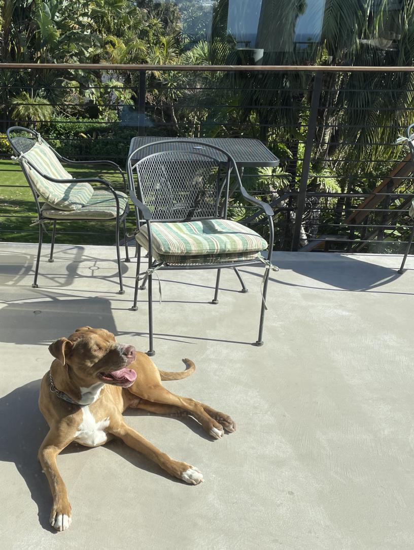 Pit Bull — 4