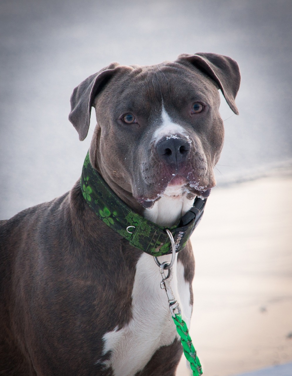 Pit Bull — 6